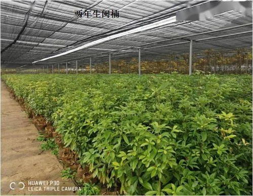 福建省林業(yè)局強(qiáng)化省級保障性苗圃建設(shè) 助力林木育苗高質(zhì)量發(fā)展