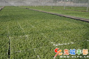 工廠育苗面積突破14000畝 現代農業技術驅動下的綠色產業新篇章