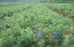 供應實用杉樹種子育苗栽培技術——廣西融水縣苗山林木種子苗木經營部專業指南