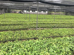 江西分宜 全國七成高產油茶良種的搖籃，村民年均增收超十萬