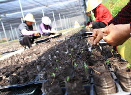縣林場現(xiàn)代林業(yè)基地建設(shè)工程初見成效 林木育苗工作邁上新臺階