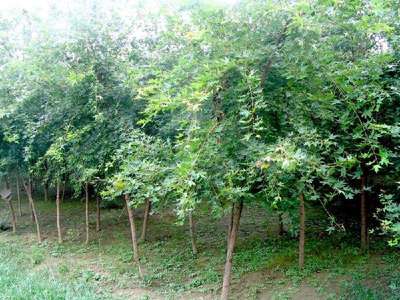 扎根沃土，綠蔭未來 探訪定州君濤林木育苗場
