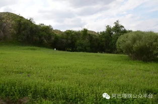 阿巴嘎旗 媒體探訪沙地生態(tài)治理成果，育苗造林守護(hù)綠色希望