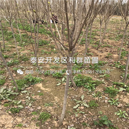 山東柿子樹苗品種概覽與新品種發(fā)展趨勢