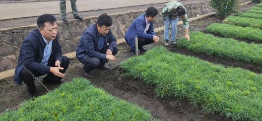 韓家園林業(yè)局 以創(chuàng)新思維探索林木種苗生產(chǎn)經(jīng)營新路徑