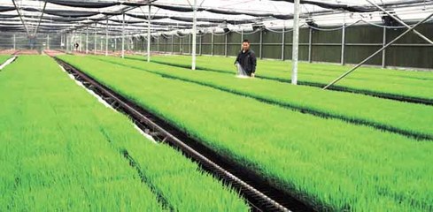 告別“面朝黃土背朝天” 北海市在全區(qū)首推工廠化育秧成效顯著