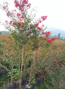 廣西桂林天虹紅火箭紫薇培育基地 美國三紅紫薇控根容器苗的優(yōu)勢特點(diǎn)